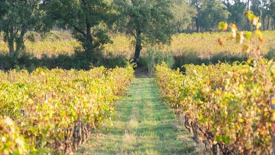 Regenerative Wine: Beyond the Buzzword